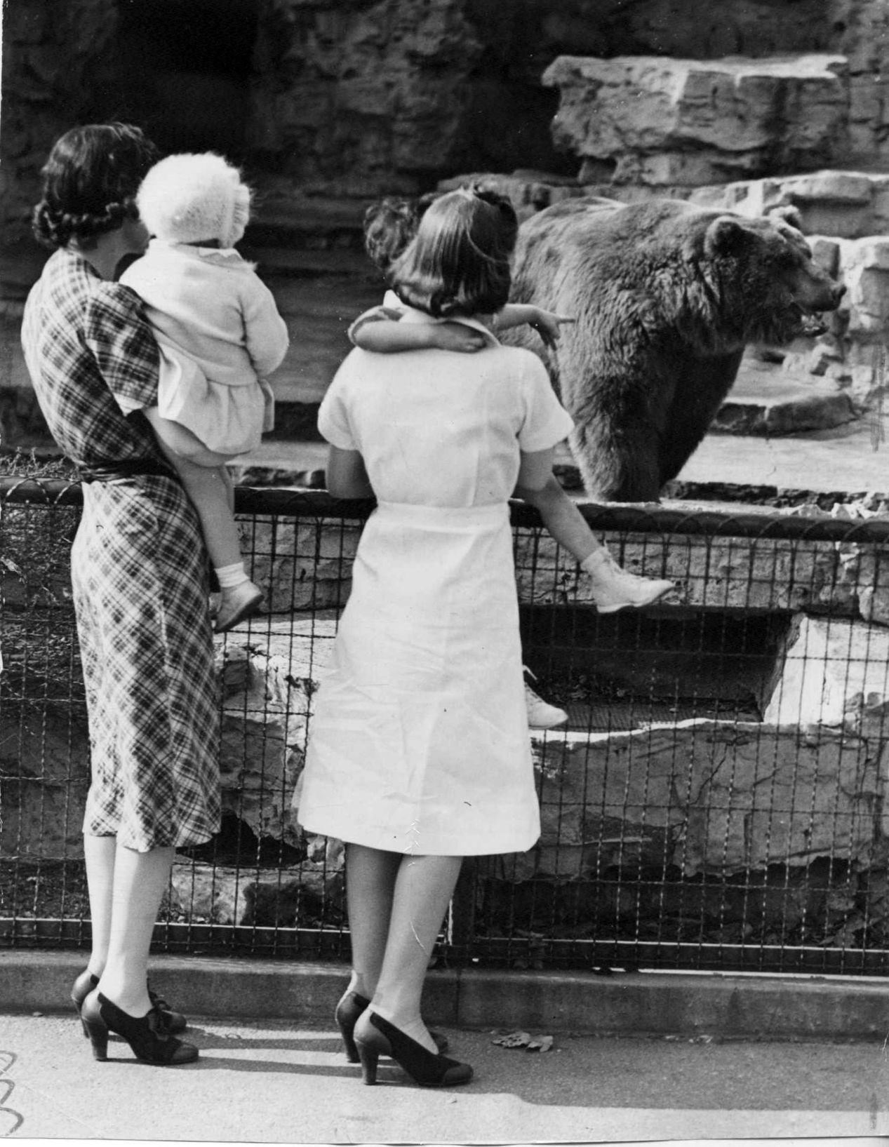Bears at the St. Louis Zoo in 1939